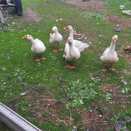 Ferien-landleben Apartman